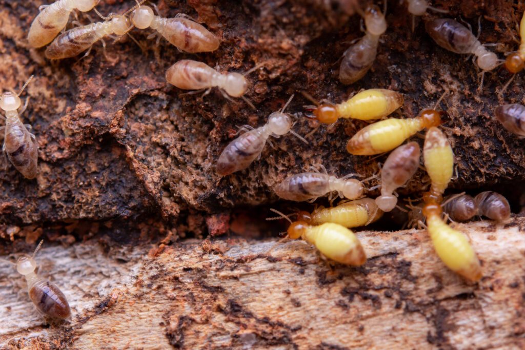 Termite Damage Termite Damage