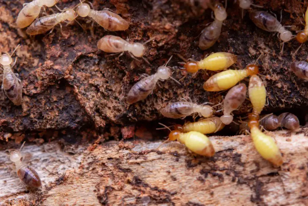 Termite Damage